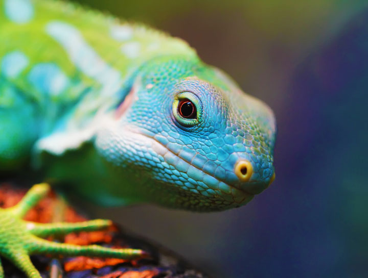 Avian & Exotic Pet Care