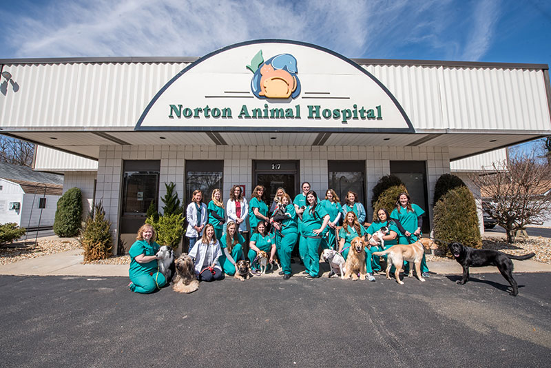 Norton MA veterinary hospital | veterinary hospital in Norton