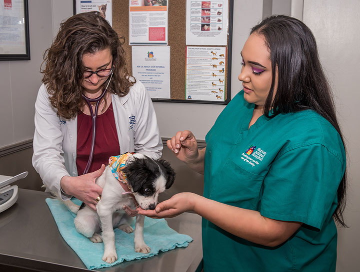 Dog Veterinarian