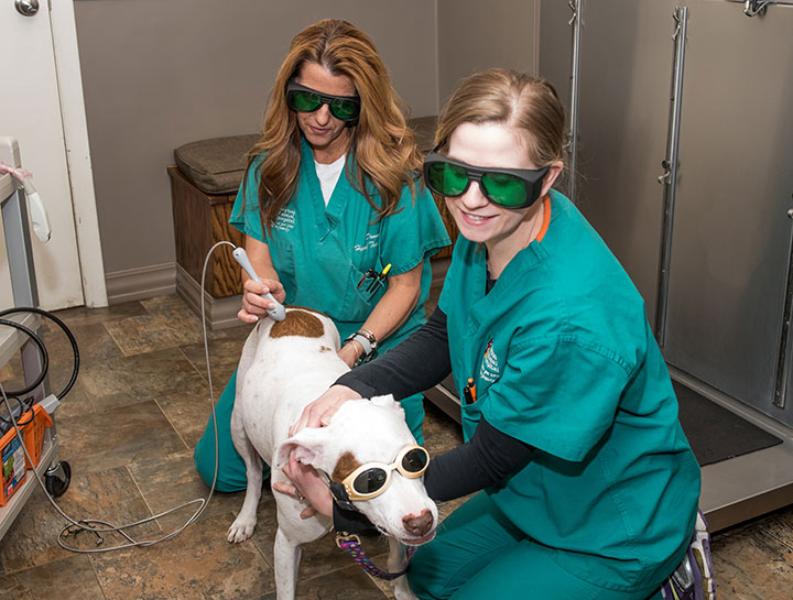 Laser Therapy for Dogs